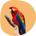 Oiseau